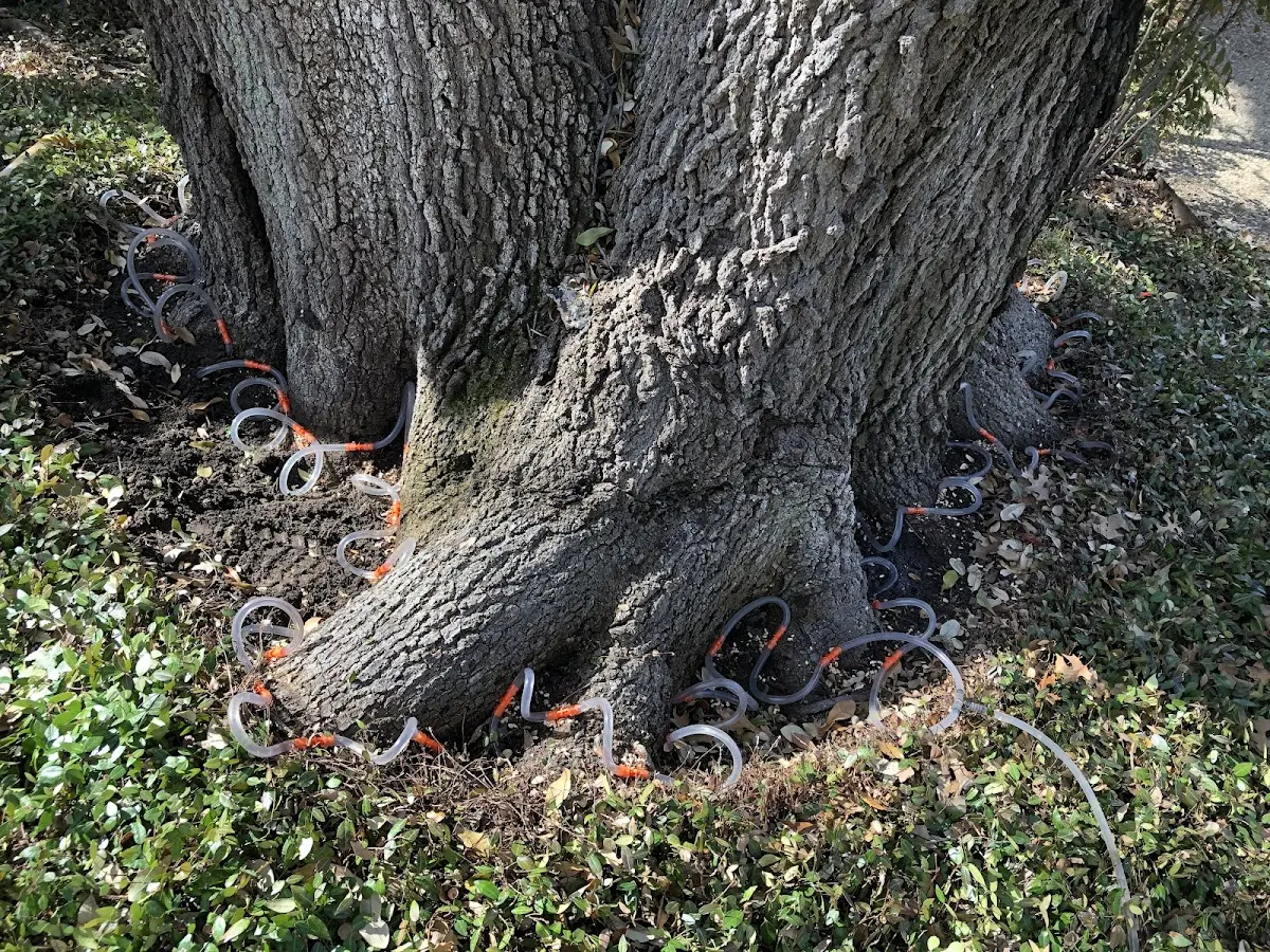 Detailed Tree Cabling and Bracing job site in Cornersville
